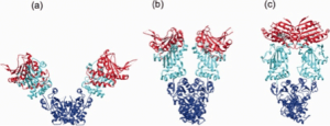 HSP90 Structure - Ribbon and tube representation of the open (a), partially closed (b) and closed (c) conformation of Hsp90 dimers.