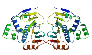 HSP90 Structure - Structure of the tetragonal form of the N-terminal domain of Hsp90 from yeast. Fig1