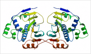 HSP90 structure - Structure of the tetragonal form of the N-terminal domain of Hsp90 from yeast.